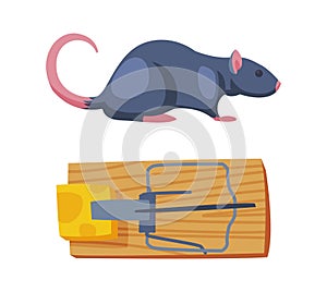 Pest Control with Trap and Cheese for Rat Rodent Vector Set