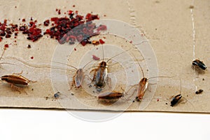 pest control treatment, german cockroach trapped on a sticky paper sheet