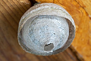 pest control wasp nest cocon in the nature photo