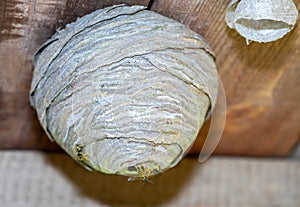 pest control wasp nest cocon in the nature photo
