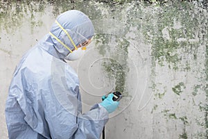 Pest Control Worker Examining Pest On Wall