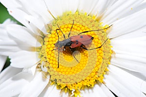 Pest on a Daisy Flower