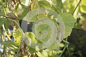 Pest damaged cucumber leave caused by harmful insects, plant fungi, thrips and other diseases