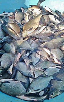 Pest fish freshwater bream abramis brama roach rutilus rutilus caught in biomanipulation of a freshwater reservoir