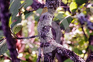 pest fungus grows on tree branches,tree diseases,fungus parasite