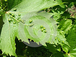 Pest of grape vine tick, fitoptus