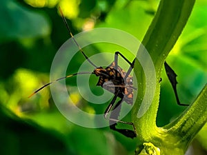 The enigmatic elegance of a troublesome garden pest photo