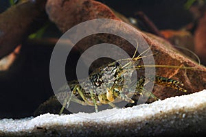 Pest Marbled crayfish,  Procambarus fallax forma virginalis