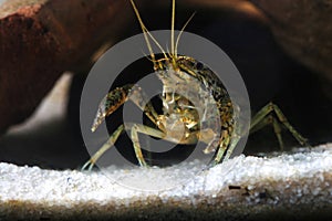 Pest marmorkrebs, Procambarus fallax forma virginalis photo
