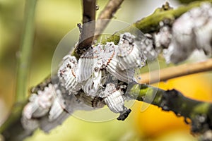 Pest mealybug closeup on the citrus tree.