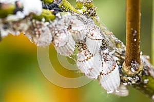 Pest mealybug closeup on the citrus tree