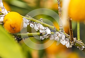 Pest mealybug closeup on the citrus tree