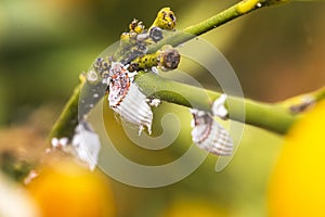 Pest mealybug closeup on the citrus tree