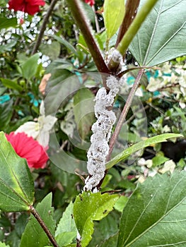 Pest mealybug closeup on the hibiscus tree