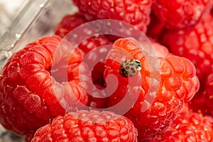 Pest on organic raspberries isolation technique