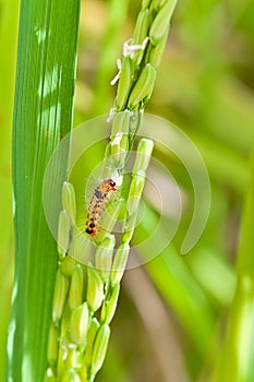 Pest, in Paddy rice field