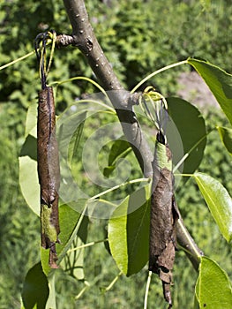 Pest pear weevils.