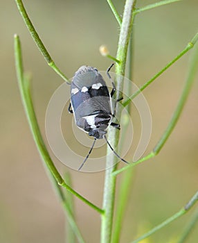 On the plant - rapeseed bug (Eurydema oleracea