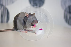 Pest rat concept. gray rat eating from a small plate. symbol