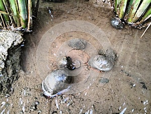 The pest of rice snails is troubling farmers