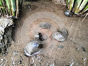 The pest of rice snails is troubling farmers photo
