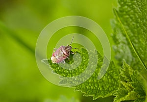 Pest shield bug