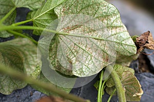 Pest spider mile attack sweet potato leaf