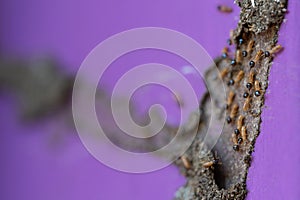 Pest termite insect theme