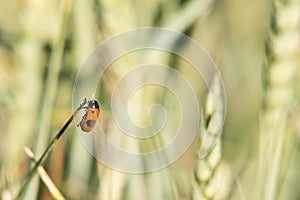 Pest on the wheat field