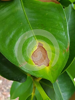 Pestalotiopsis leaf blight Pestalotiopsis flagisettula attack on mangosteen leaf