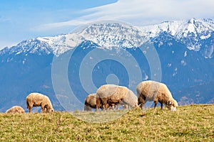 Pestera,Brasov, Romania: Free sheep, grazing on a meadow in autu