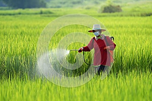 Pesticide,Farmers spraying pesticide in rice field wearing protective clothing