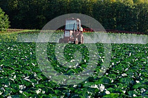 Pesticide sprayer tractor field farmer vegetables cabbage harvest greens