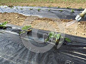 Pesticides spraying on strawberry culture. Close-up.