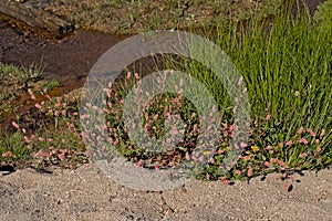 Pestilence wort plants with pink flowers