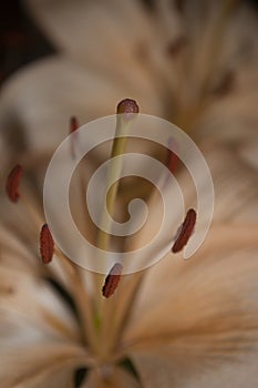 Pestle and stamens of orange lily flower