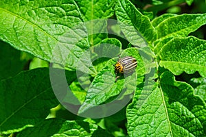 Pests of agricultural plants. Colorado potato beetle or potato leaf beetle Latin: Leptinotarsa decemlineata sitting on bushes in