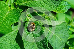 Pests of agricultural plants. Colorado potato beetle or potato leaf beetle Latin: Leptinotarsa decemlineata sitting on bushes in