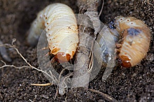 Plagas insectos agricultura. de parte su planta la raíz 