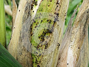 Pests on corn in natural conditions, Aphidoidea close-up