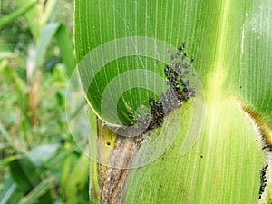 Pests on corn in natural conditions, Aphidoidea close-up