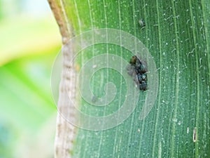 Pests on corn in natural conditions, Aphidoidea close-up