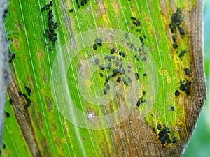 Pests on corn in natural conditions, Aphidoidea close-up