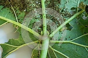 Pests, Cotton Aphid, Cotton Bollworm, Pseudococcidae and Thrips palmi karny on a okra leave