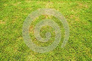 Pests and disease cause amount of damage to green lawns