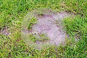 Pests and disease cause amount of damage to green lawns