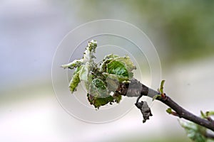 pests of fruit trees on apple leaves
