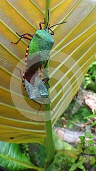 Pests that are mating on the leaves of simpur