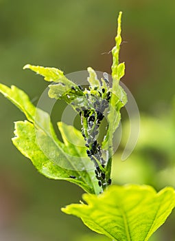 Pests, plants diseases. Aphid close-up on a plant.