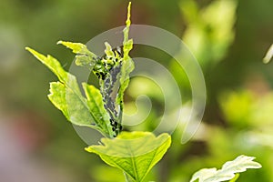 Pests, plants diseases. Aphid close-up on a plant.